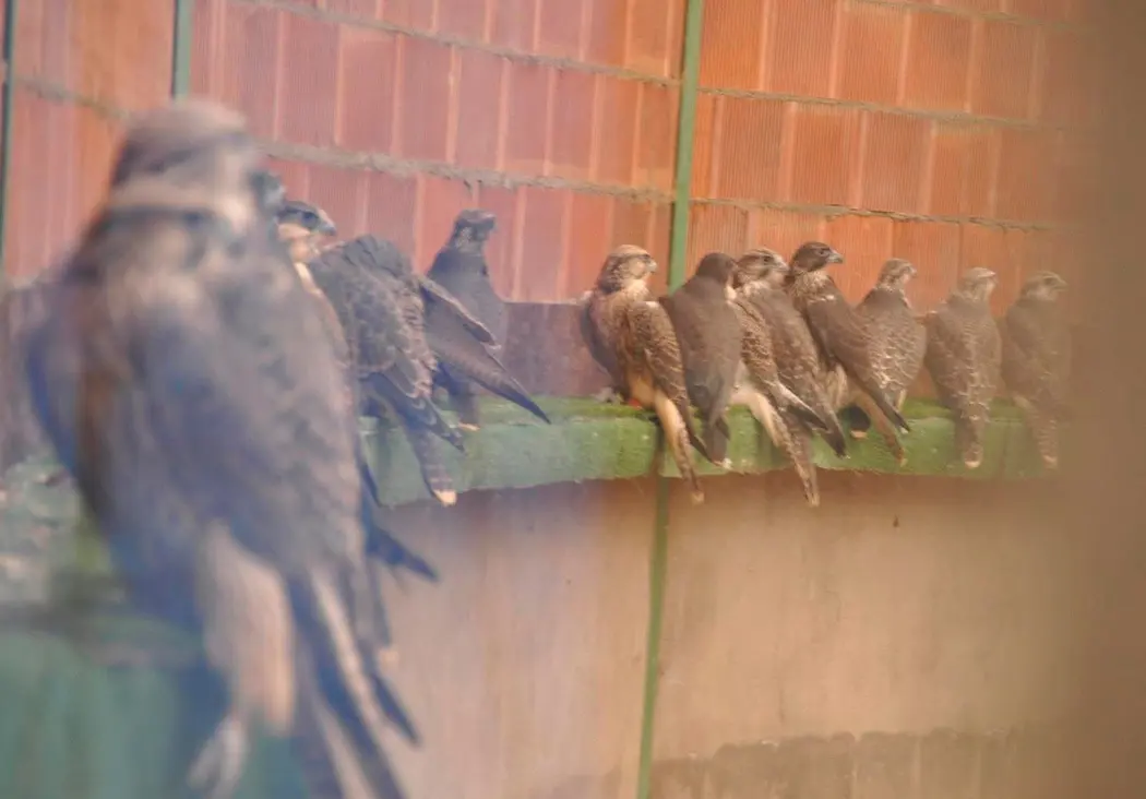 BAS Halcones BAS Halcones