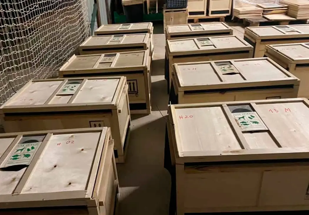 BAS Halcones BAS Halcones